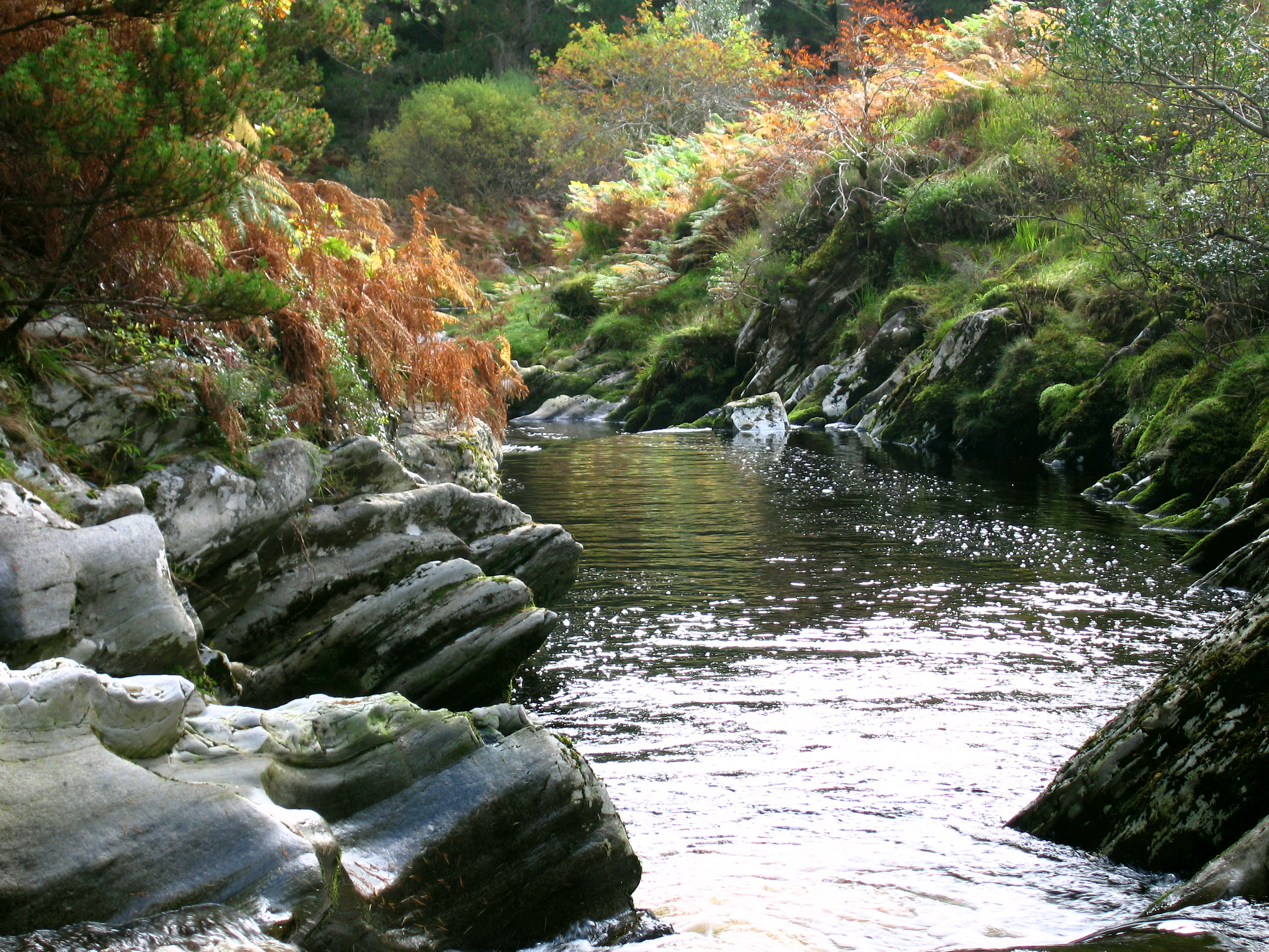 rocky forest stream